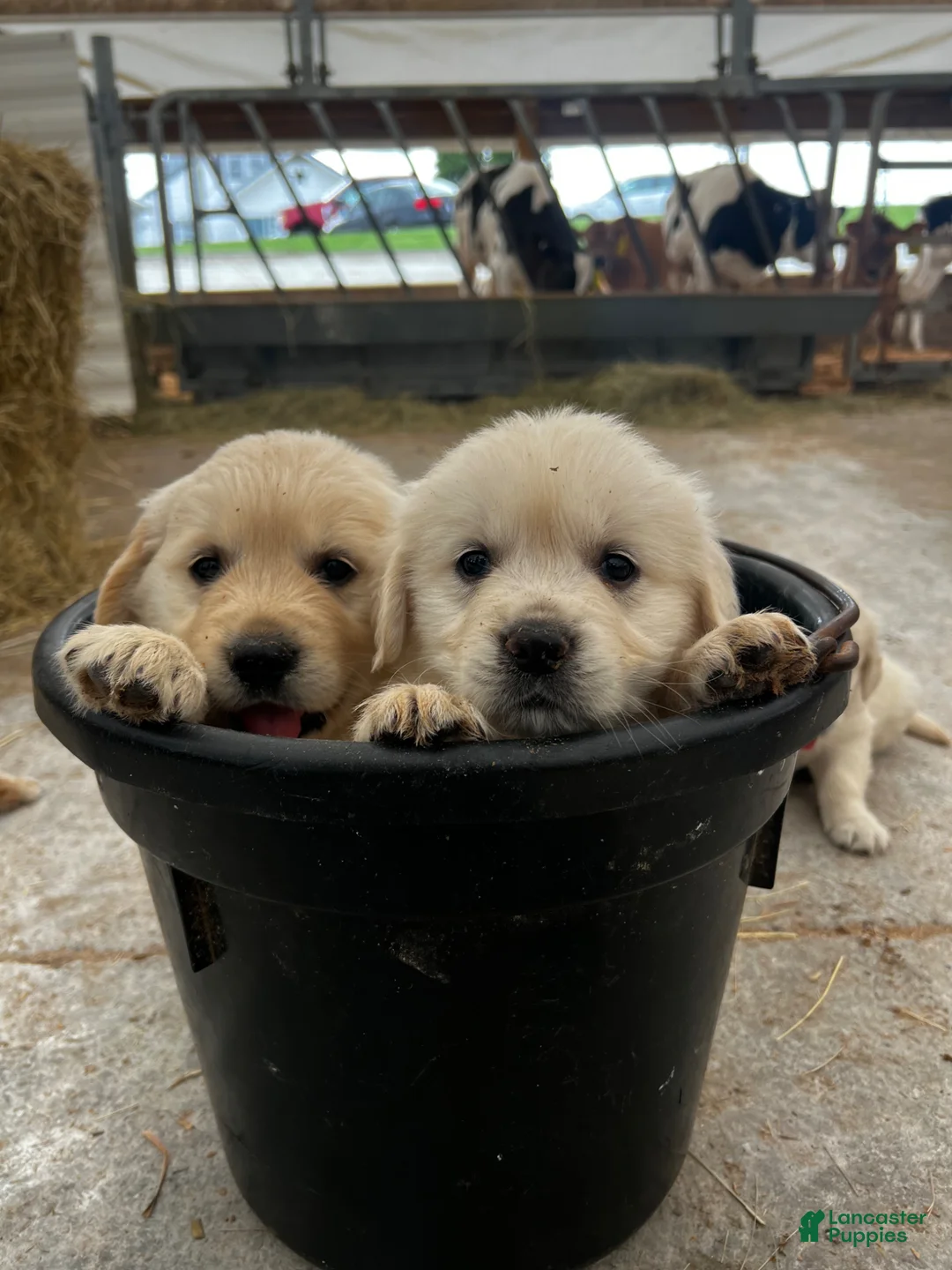 Golden Retriever dogs for sale: Golden Retriever Puppy 1, light green collar - Ad 2