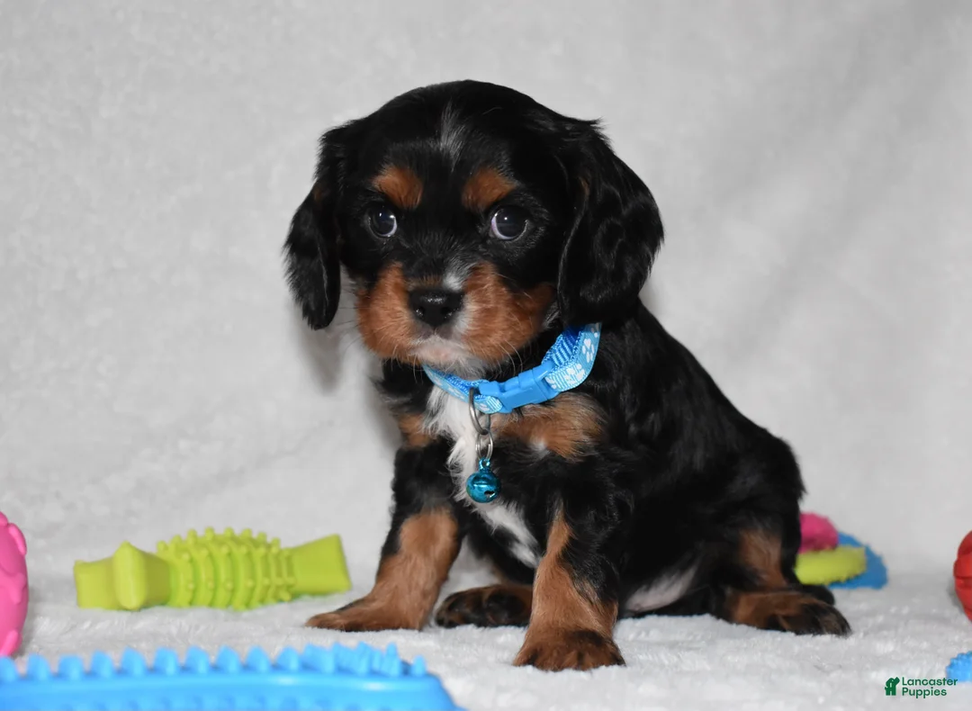 Cavalier King Charles Spaniel dogs for sale: Parker - Ad 6