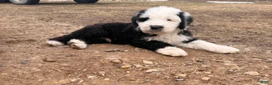 Old English Sheepdog Puppy 6