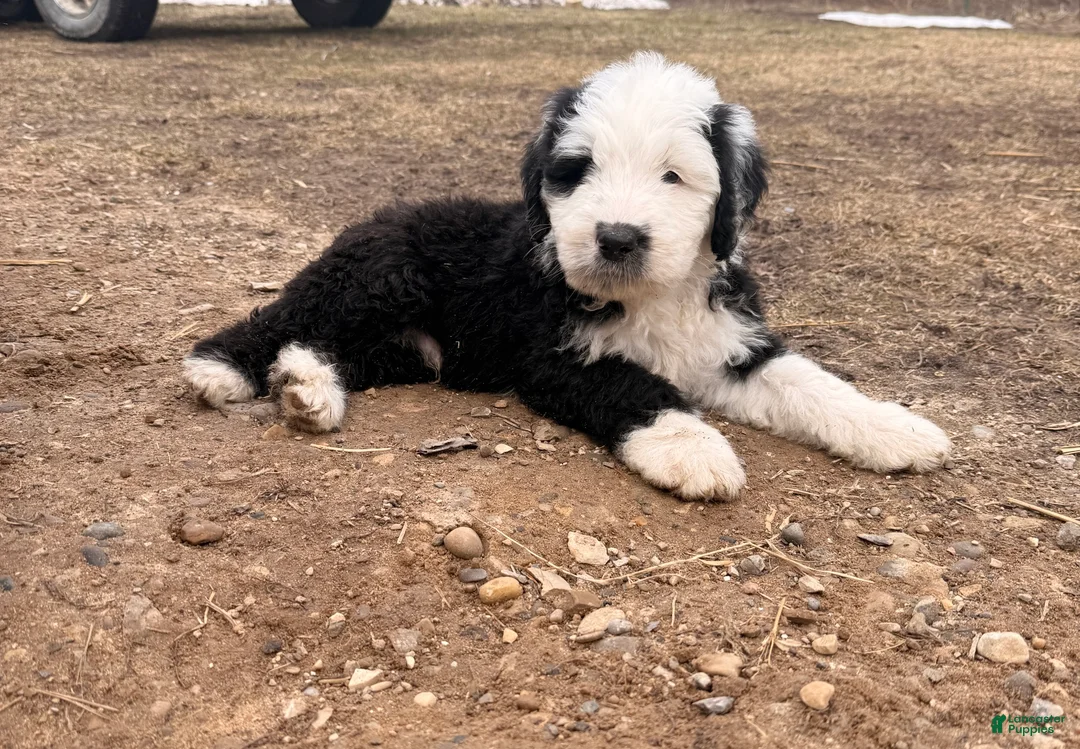 Old English Sheepdog dogs for sale: Old English Sheepdog Puppy 6 - Ad 1