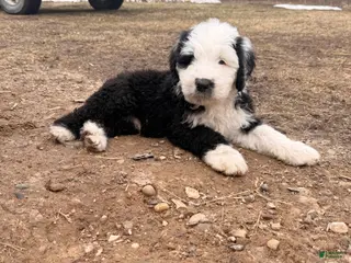Old English Sheepdog dogs Old English Sheepdog Puppy 6 - Ad 3