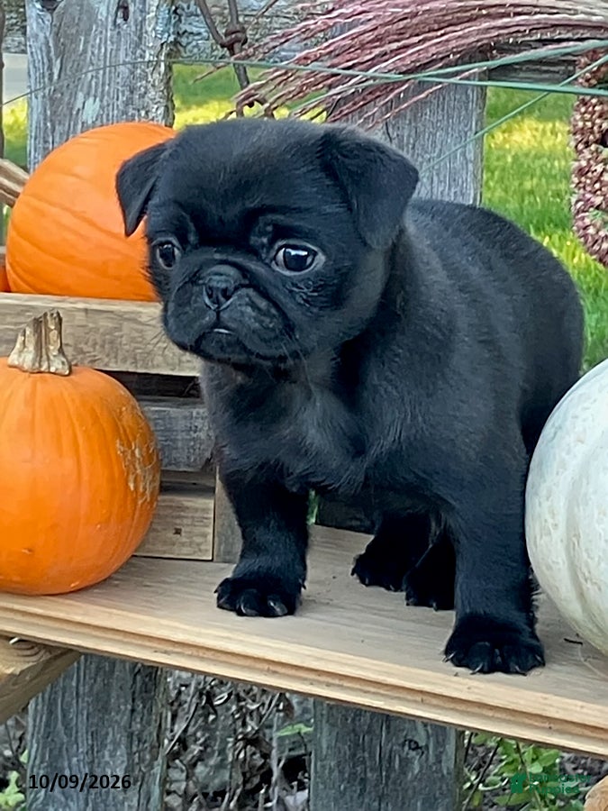 Pug dogs Cracker - Ad 2