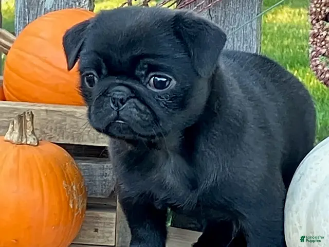 Pug dogs for sale: Cracker - Ad 2