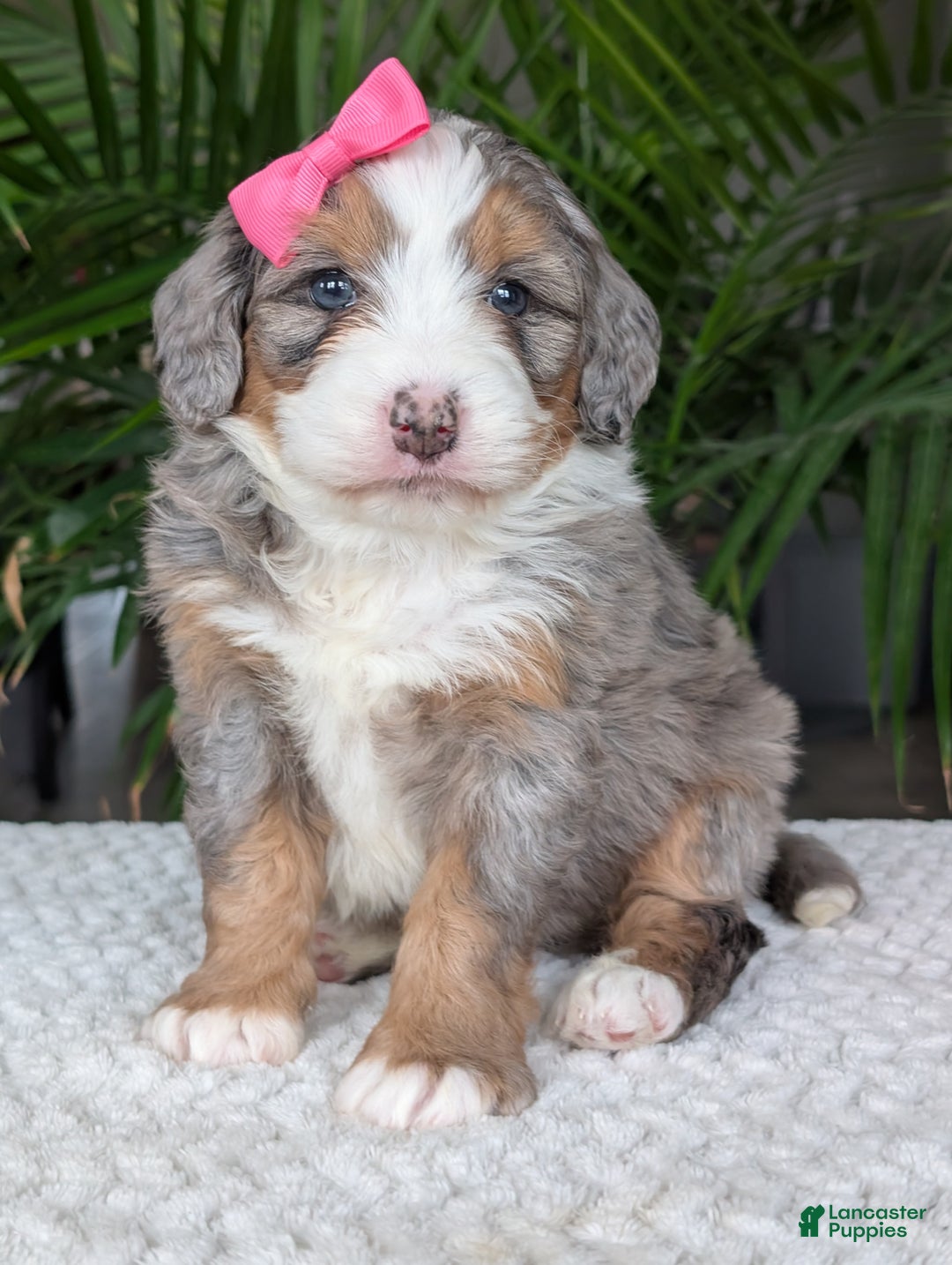 Mini Bernedoodle dogs for sale: Mini Allie  - Ad 14
