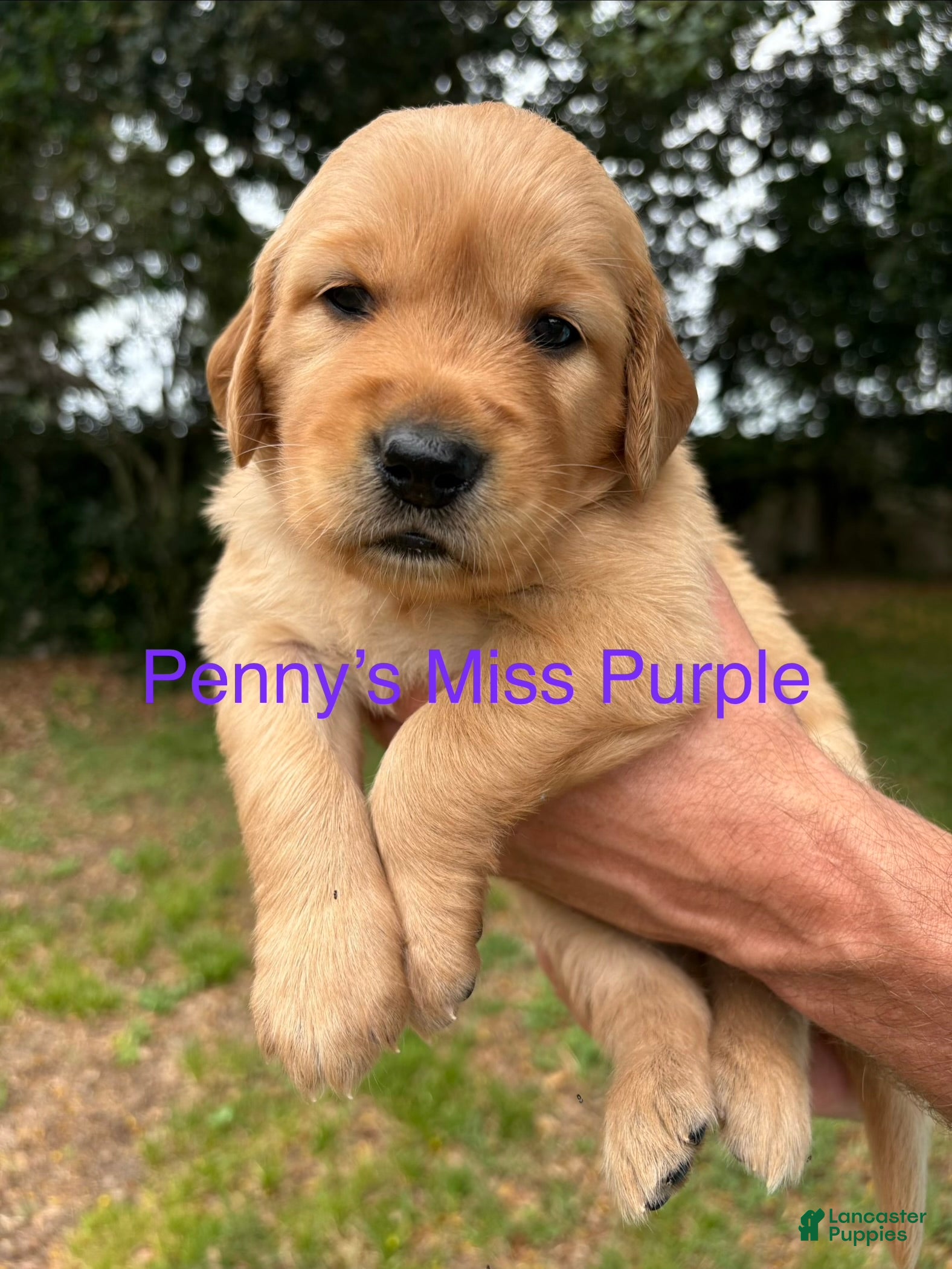 Golden Retriever dogs Penny’s Ms. Purple - Ad 24
