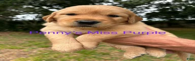 Penny’s Ms. Purple