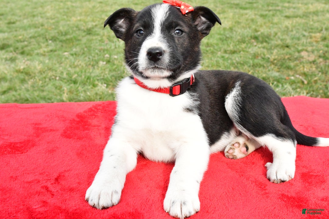 Mixed Breed dogs for sale: Mitchell - Ad 8