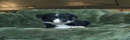 Border Collie dogs for sale: Aarran - Ad 3