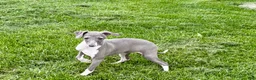 Italian Greyhound dogs for sale: Gina  - Ad 6