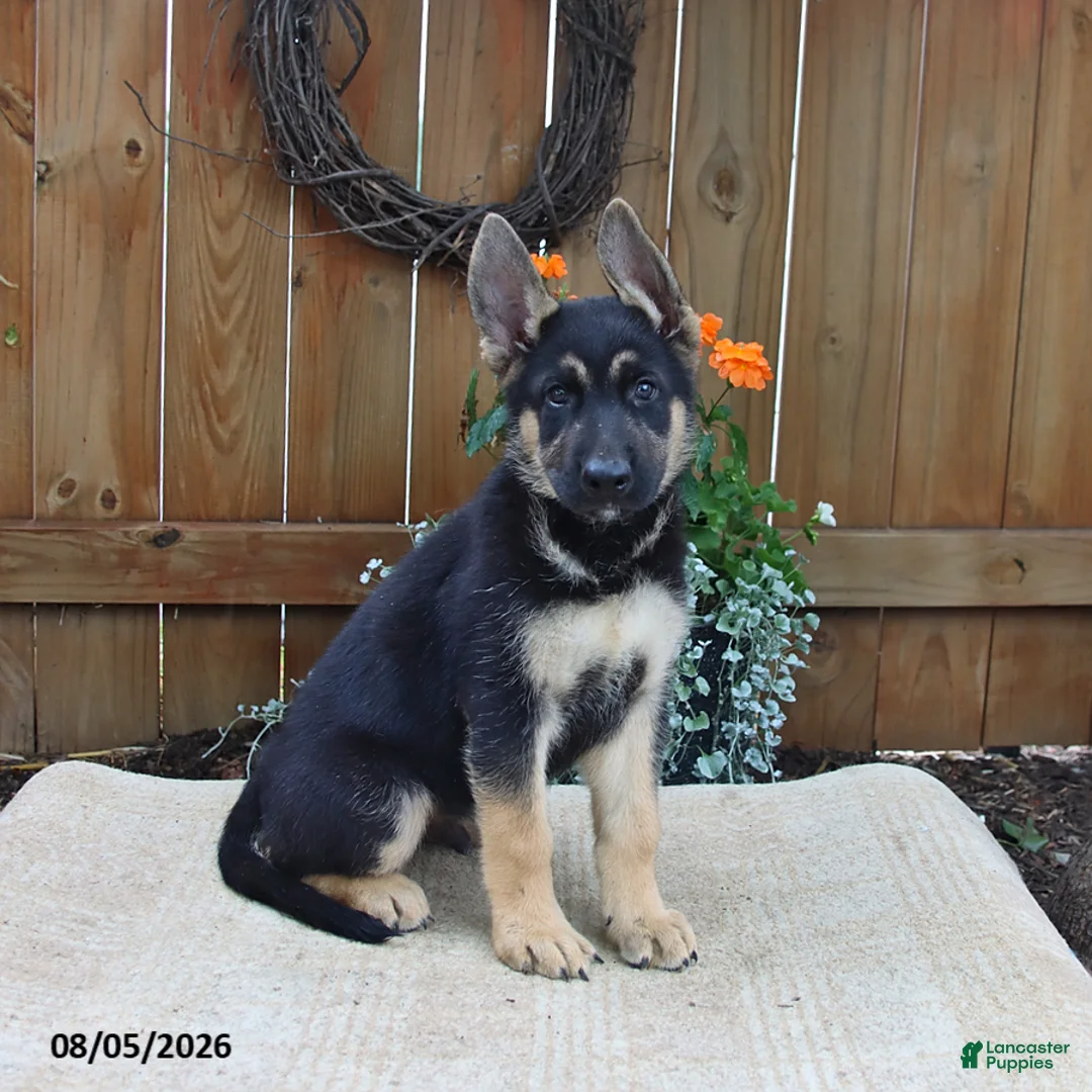 Gerberian Shepsky dogs for sale: Cruz - Ad 1