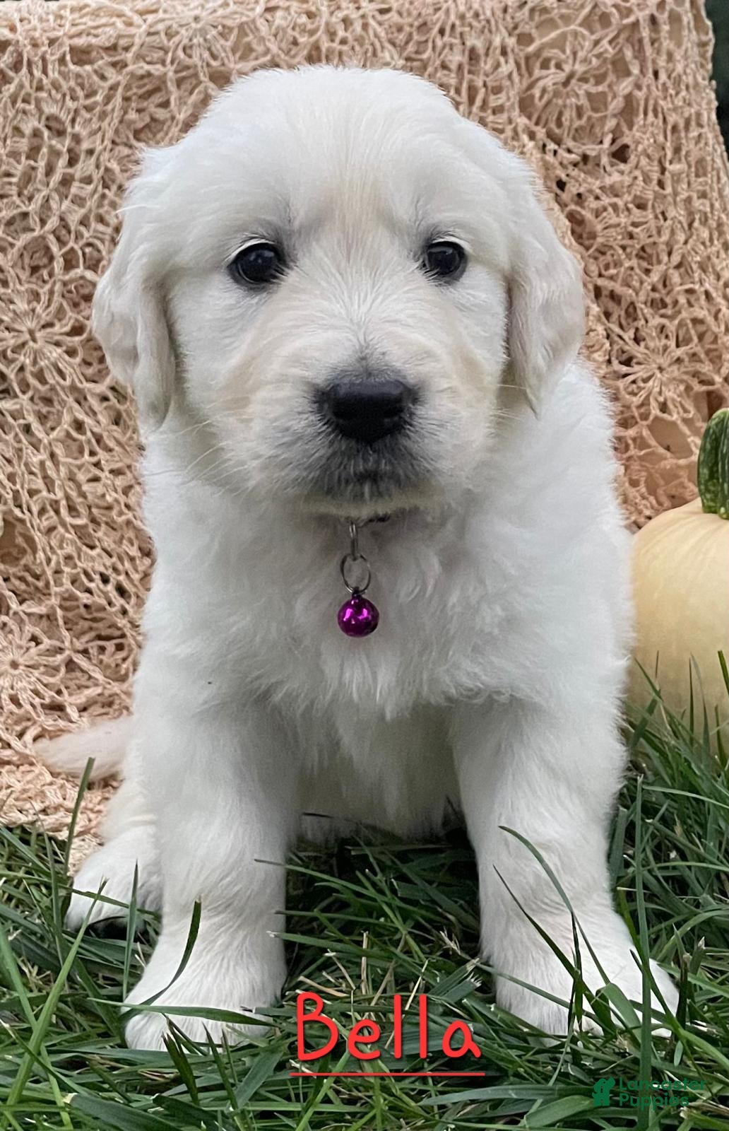 Golden Retriever dogs Bella - Ad 1