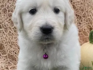 Golden Retriever dogs Bella - Ad 1