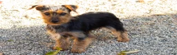 Yorkshire Terrier dogs for sale: Ollie - Ad 4