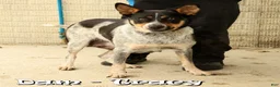 Mixed Breed dogs for sale: Twila - Ad 6