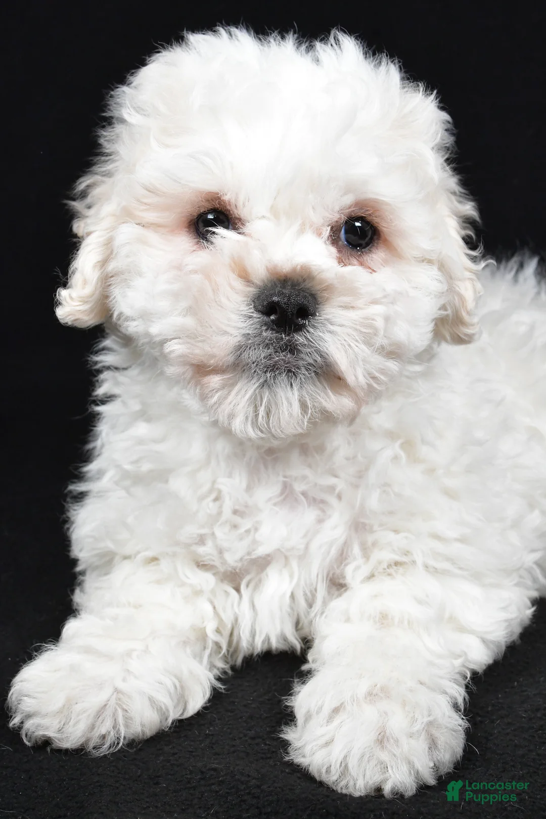 Teddy Bear dogs for sale: Cissy - Ad 6