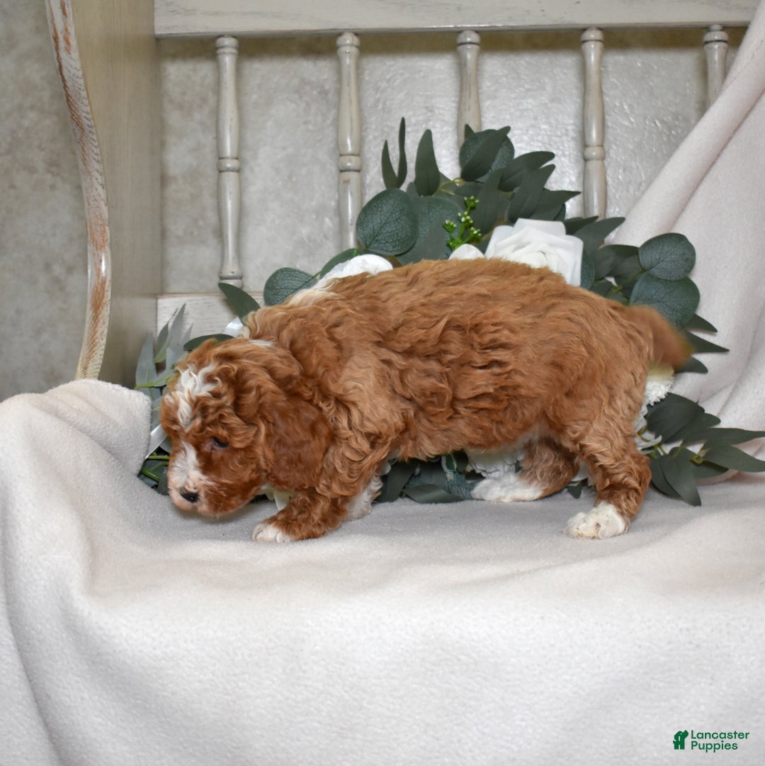 Miniature Poodle dogs for sale: Jasmine - Ad 3