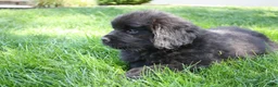 Newfoundland dogs for sale: Midnight - Ad 6