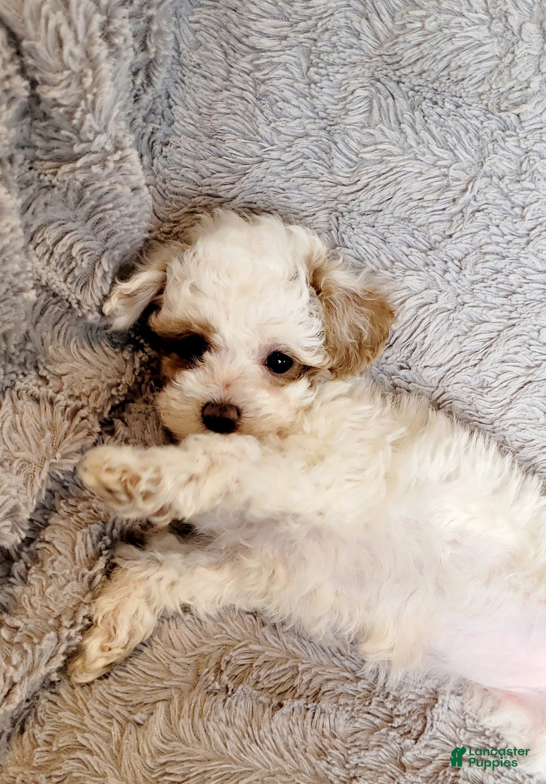 Miniature Poodle dogs for sale: Echo  - Ad 7
