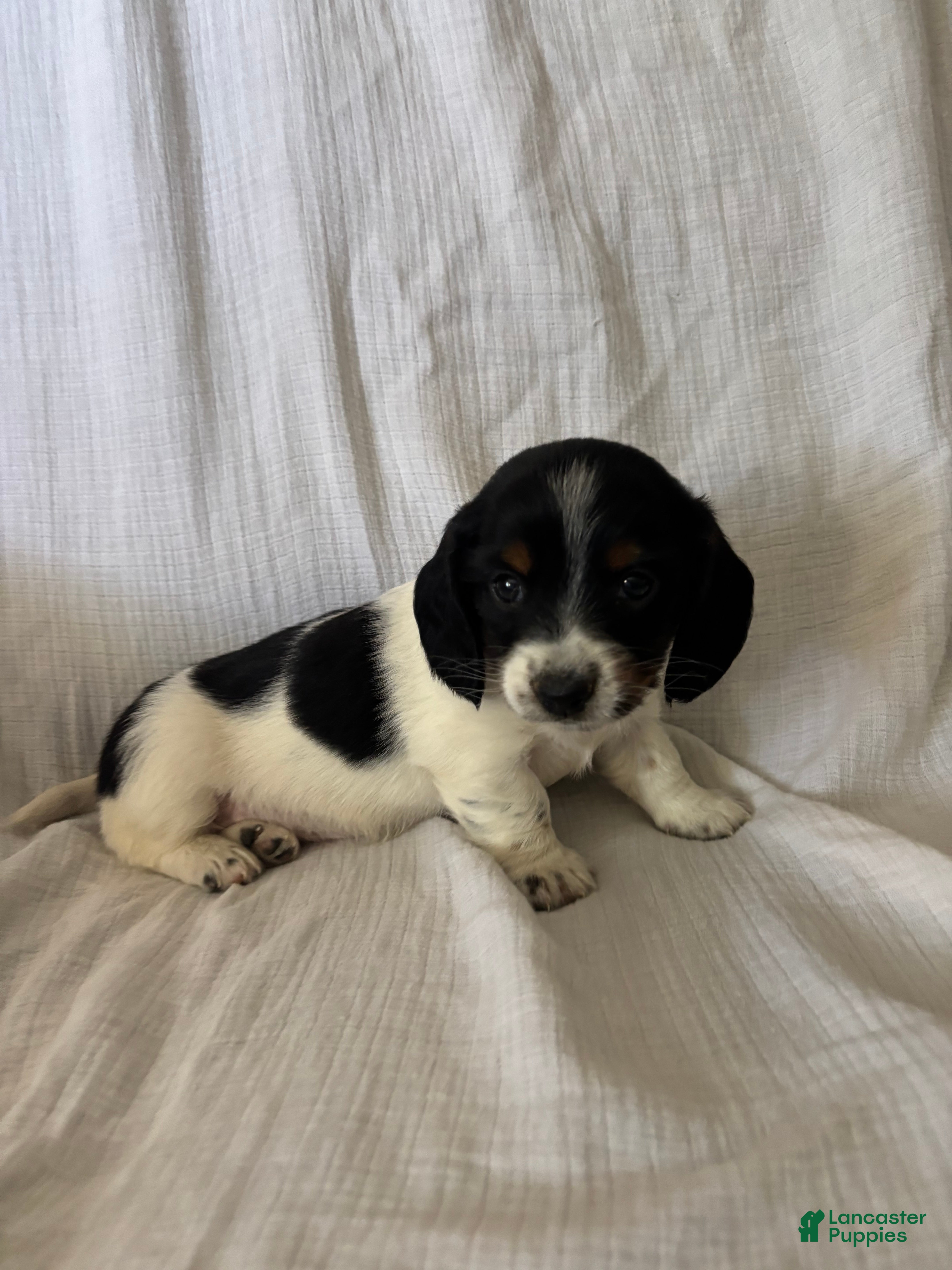 Miniature Dachshund dogs Paisley  - Ad 1