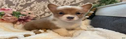 Welsh Corgi Pembroke dogs for sale: Sasha - Ad 8