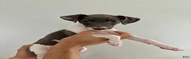 Italian Greyhound 3