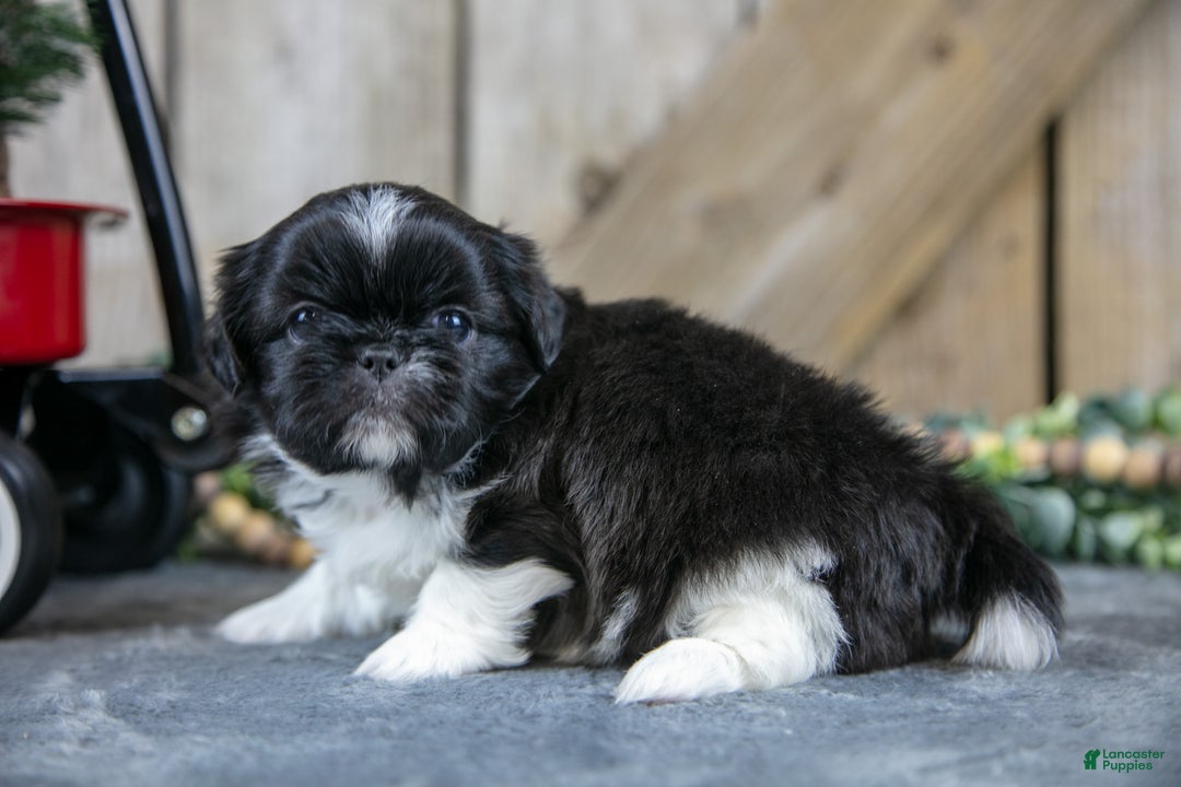 Shih Tzu dogs for sale: Oscar - Ad 2
