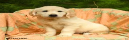 Golden Retriever dogs for sale: Mae  - Ad 3