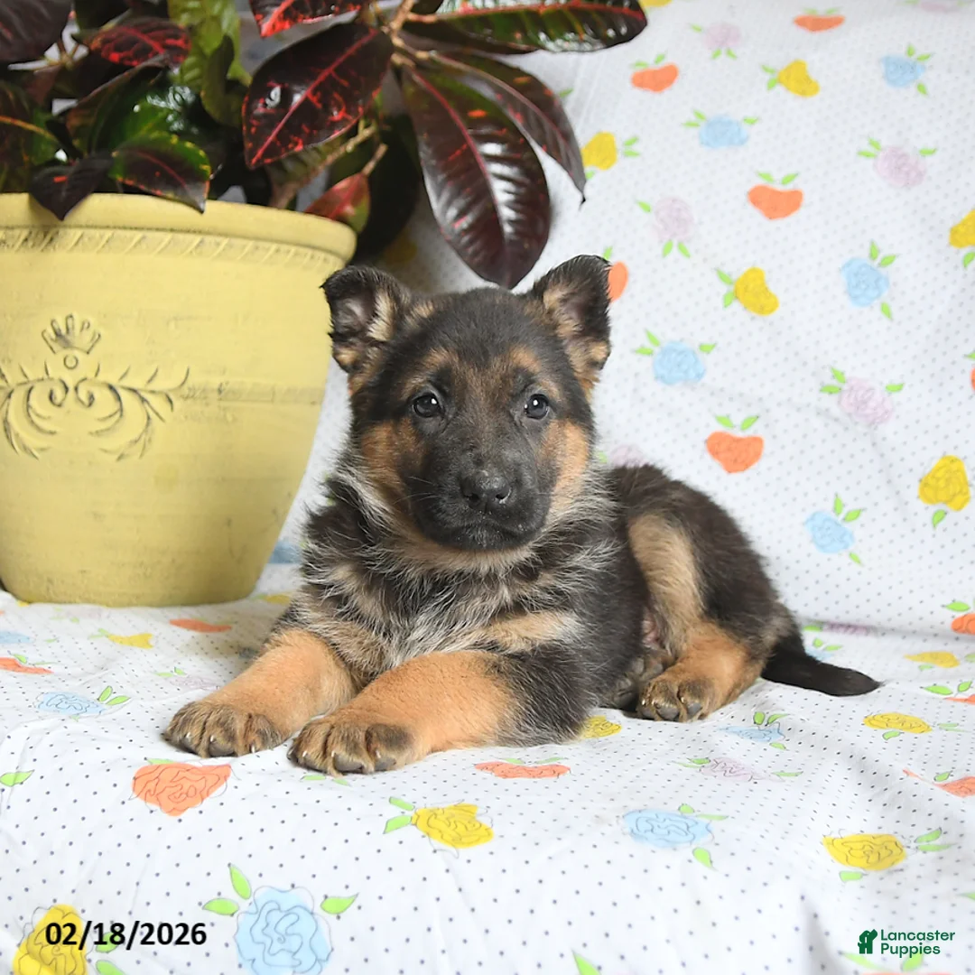 German Shepherd dogs for sale: Wilbur - Ad 2