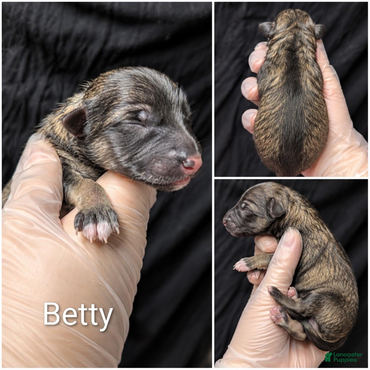 German Shepherd dogs Betty - Ad 1