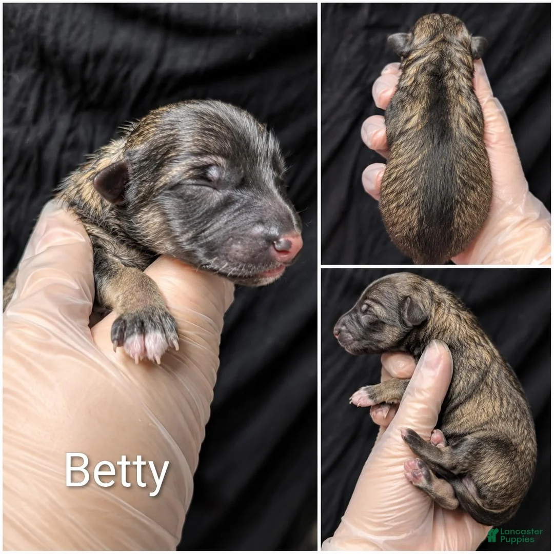German Shepherd dogs for sale: Betty - Ad 1