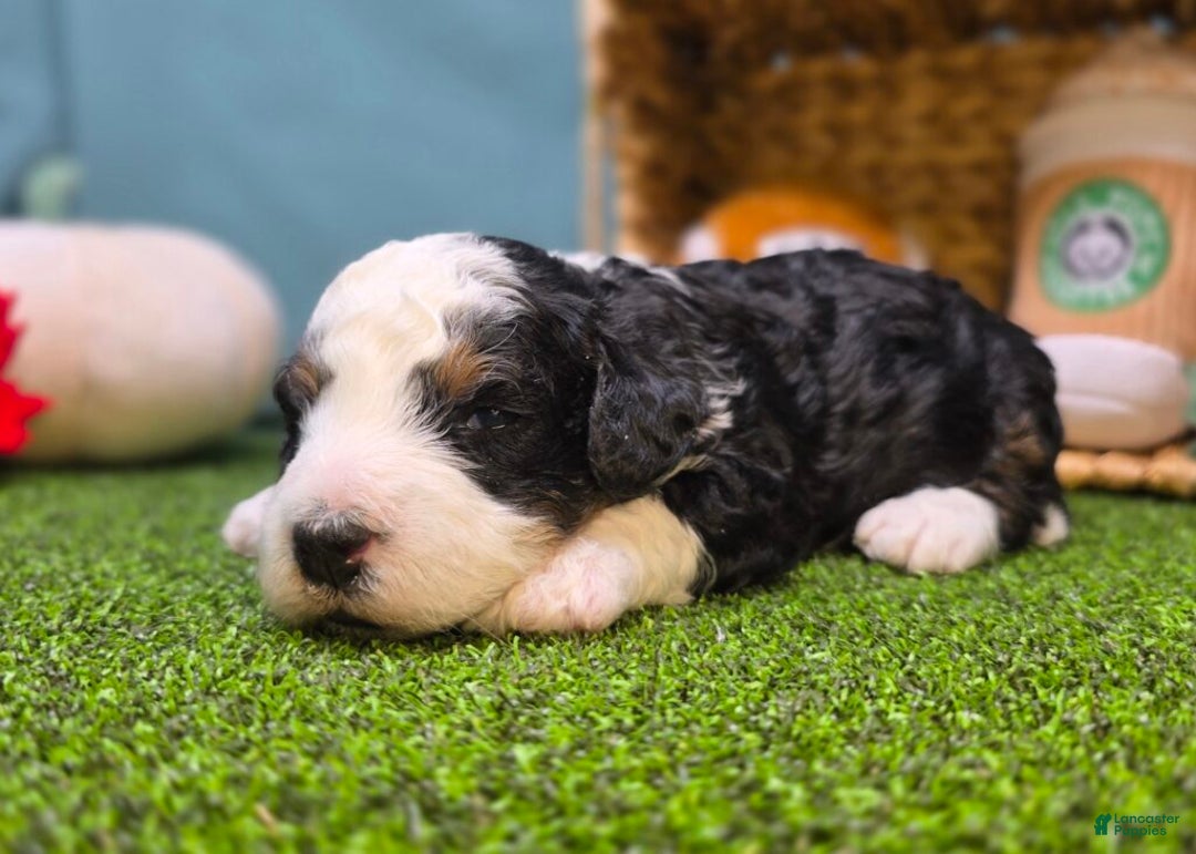 Mini Bernedoodle dogs for sale: Scout - Ad 4