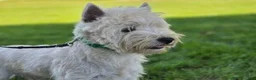 West Highland Terrier dogs for sale: Zayden - Ad 7