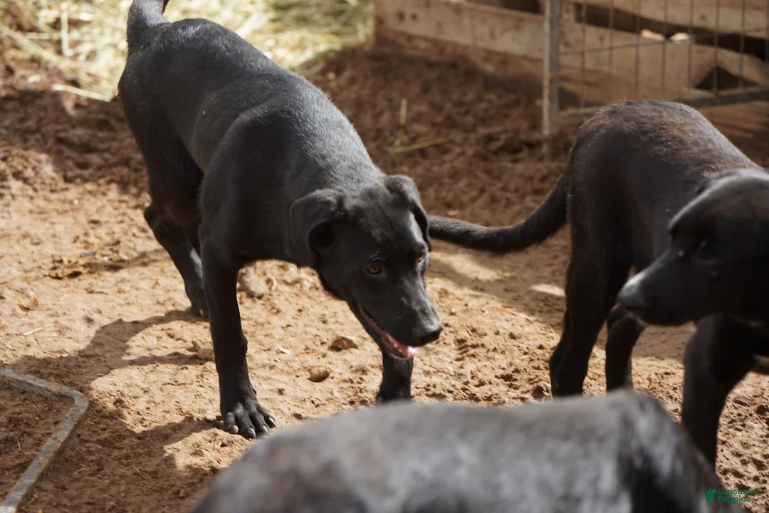 Mixed Breed dogs for sale: Jet Tiscar Farm Dog - Ad 11