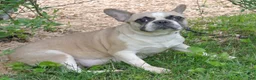 French Bulldog dogs for sale: Jasmine - Ad 7