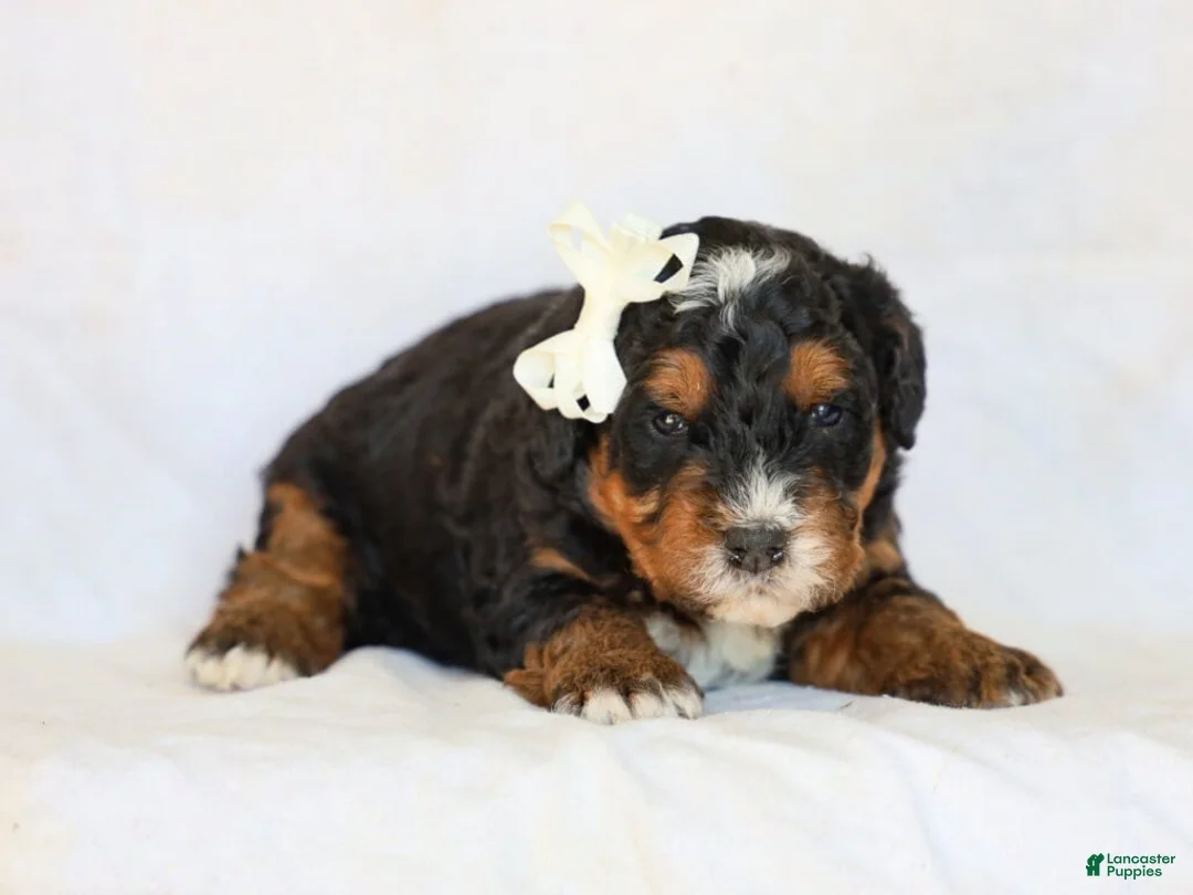 Mini Bernedoodle dogs for sale: Donald - Ad 2