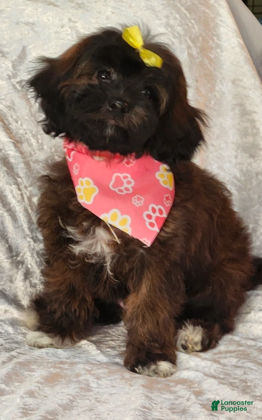 Mini Goldendoodle dogs for sale: Ruthie - Ad 2