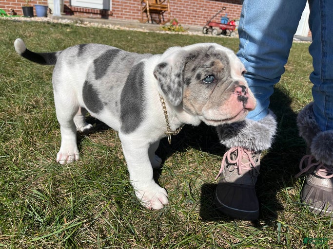 Gallery Image {{count}}