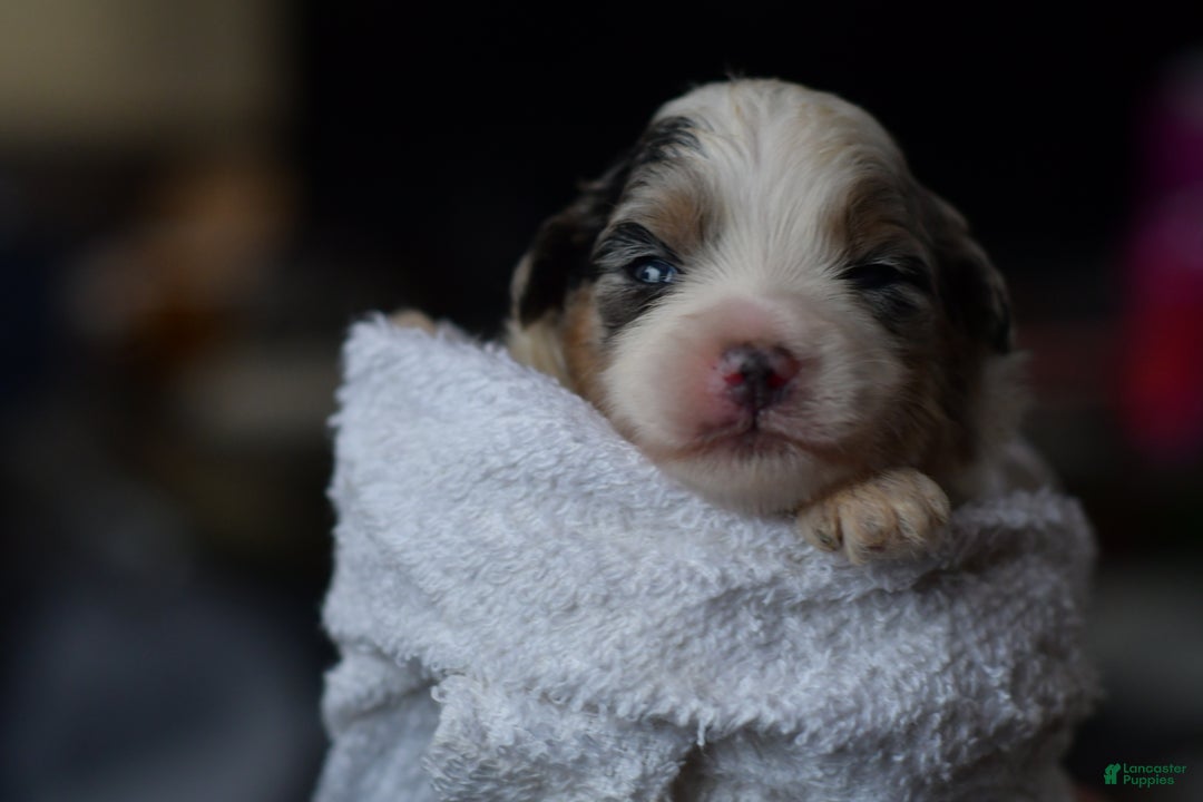 Mini Aussiedoodle dogs for sale: Cash - Ad 11