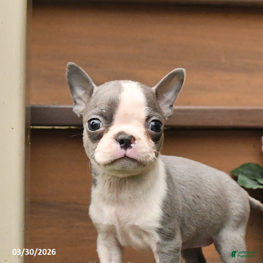 Boston Terrier dogs Tiny - Ad 2