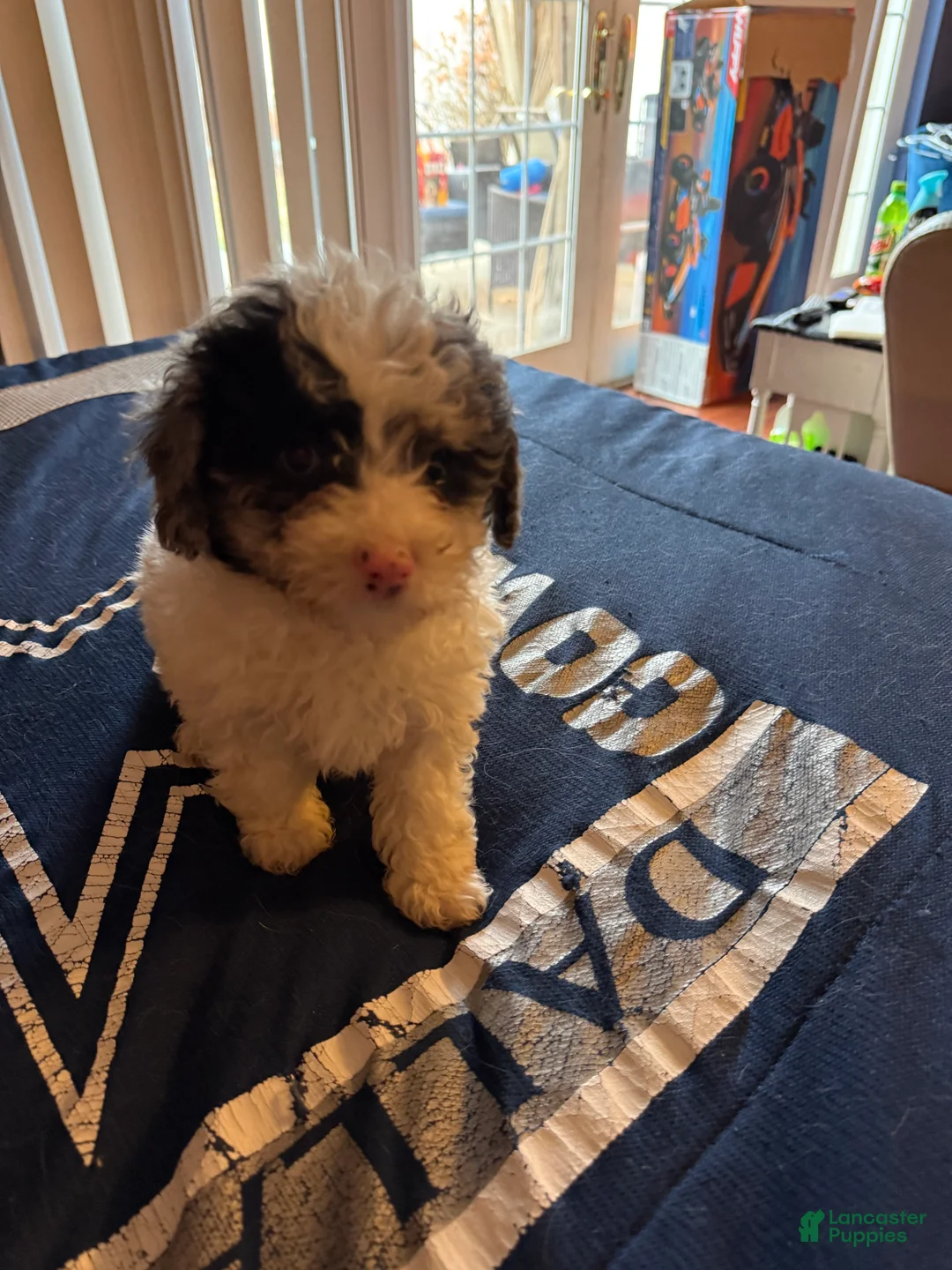 Cavapoo dogs for sale: Angel merle - Ad 4