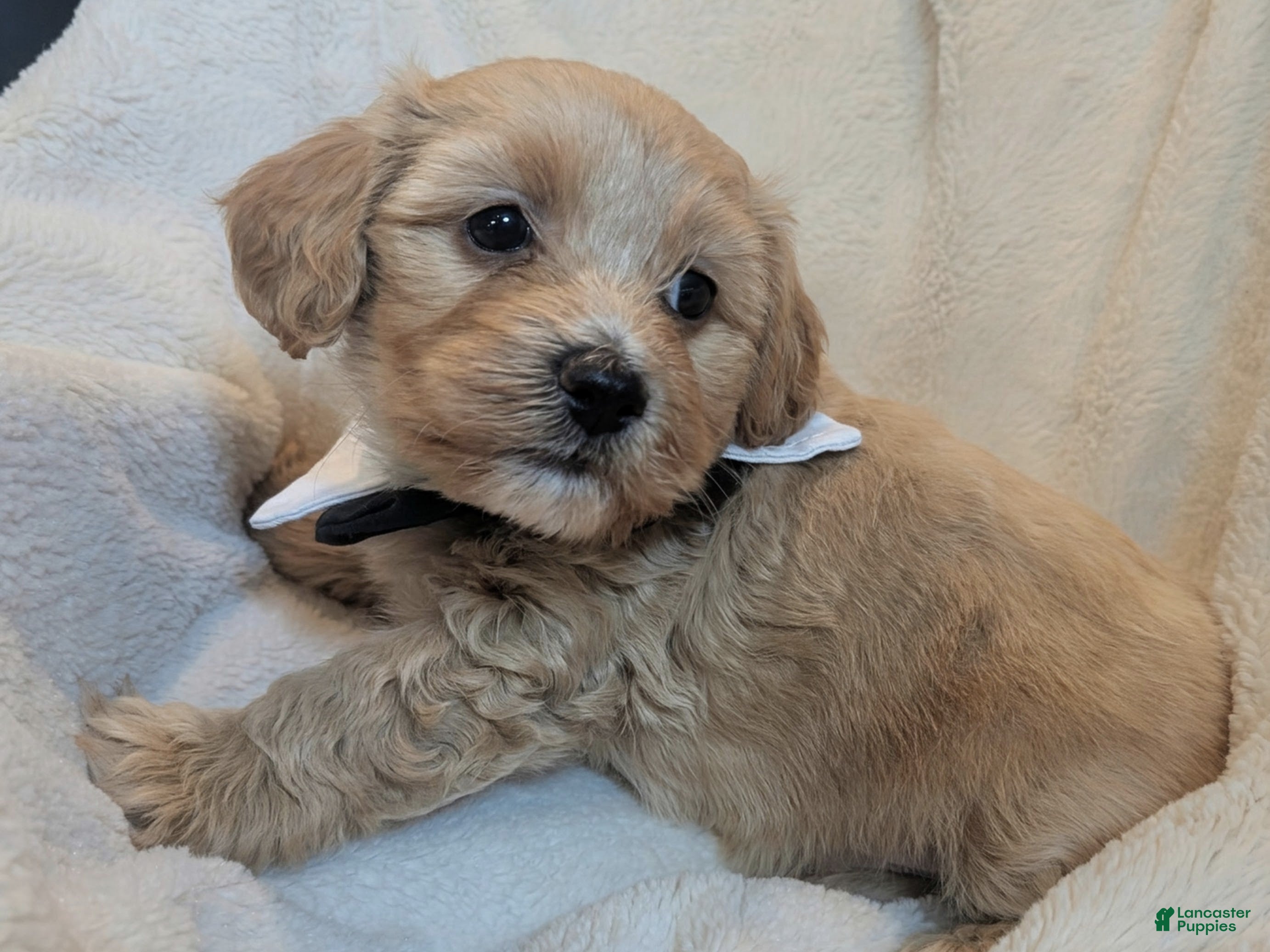 Mixed Breed dogs Cosmo - Ad 15