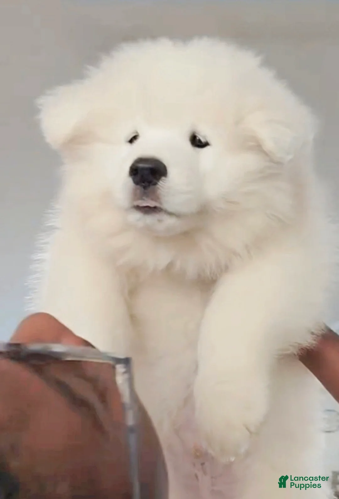 Samoyed dogs for sale: Lavie - Ad 7
