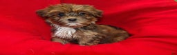 Shorkie dogs for sale: June - Ad 1