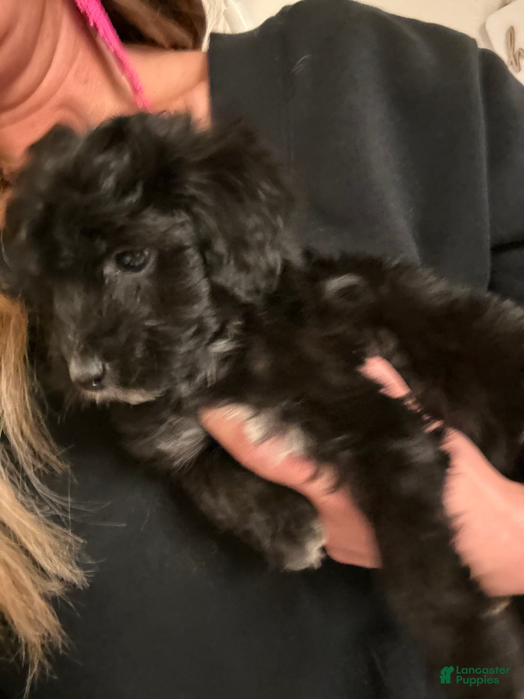 Mixed Breed dogs for sale: Puppy 2  toy aussiedoddle - Ad 15