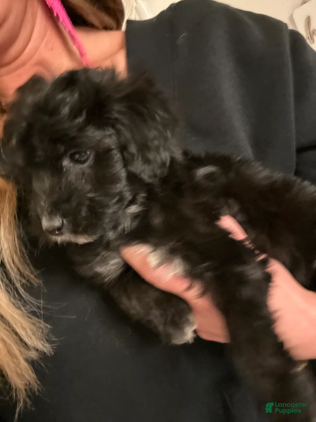 Mixed Breed dogs for sale: Puppy 2  toy aussiedoddle - Ad 15