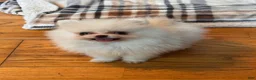 Pomeranian dogs for sale: Pomeranian Puppy 1 - Ad 2