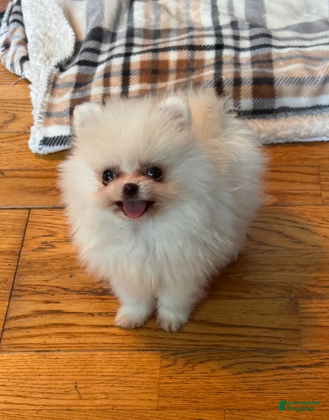 Pomeranian dogs for sale: Pomeranian Puppy 1 - Ad 2