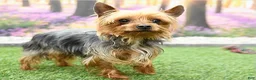 Yorkiepoo dogs for sale: Skylar - Ad 7