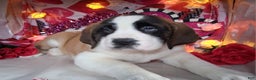 Saint Bernard dogs for sale: Margaret Shorthair - Ad 2