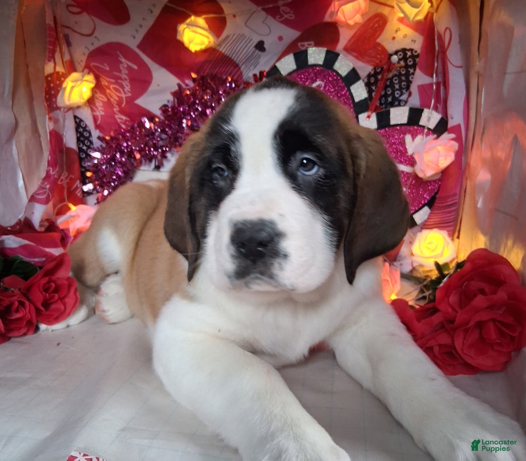 Saint Bernard dogs for sale: Margaret Shorthair - Ad 2